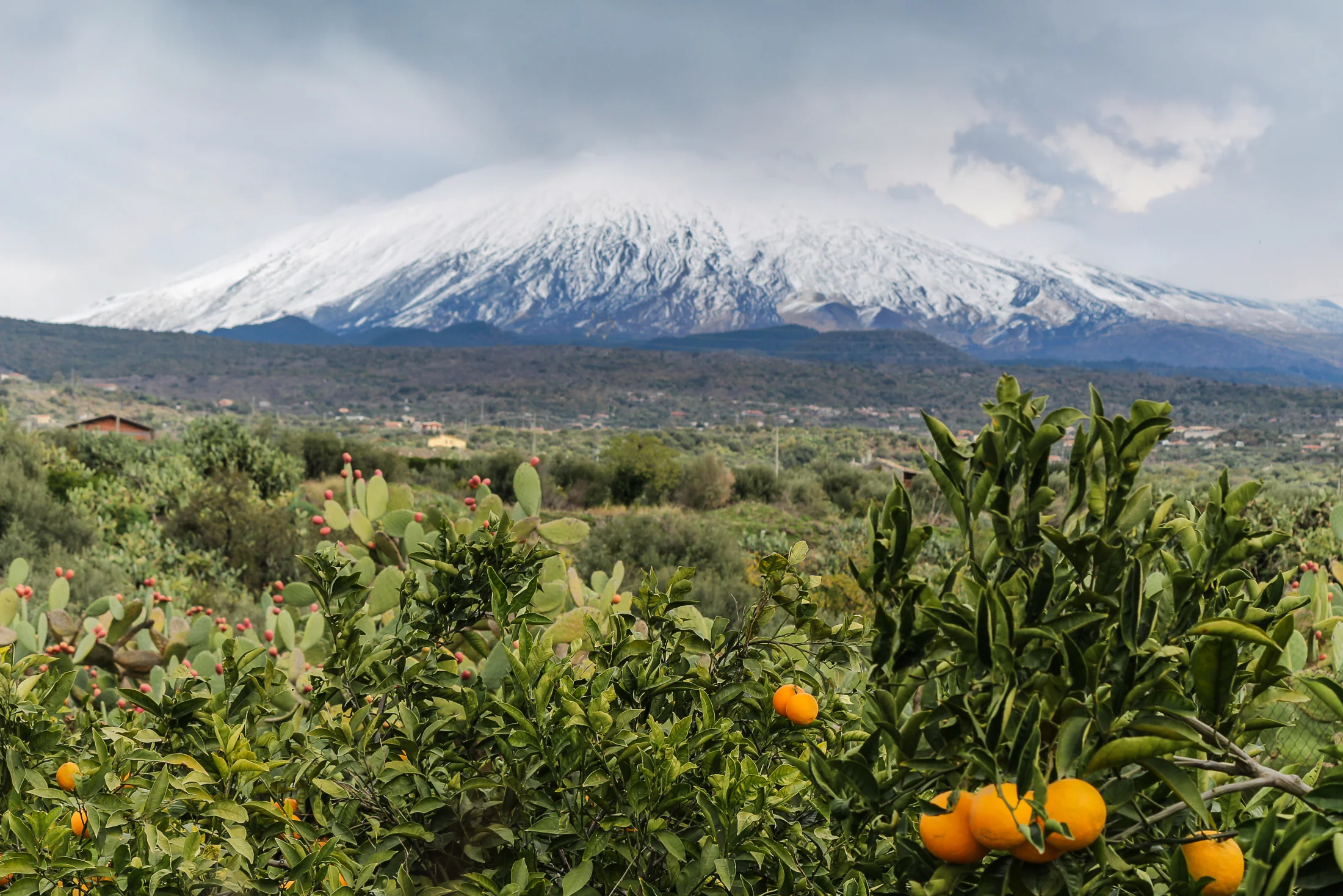 Mount Etna, seen from the citrus groves of Adrano.